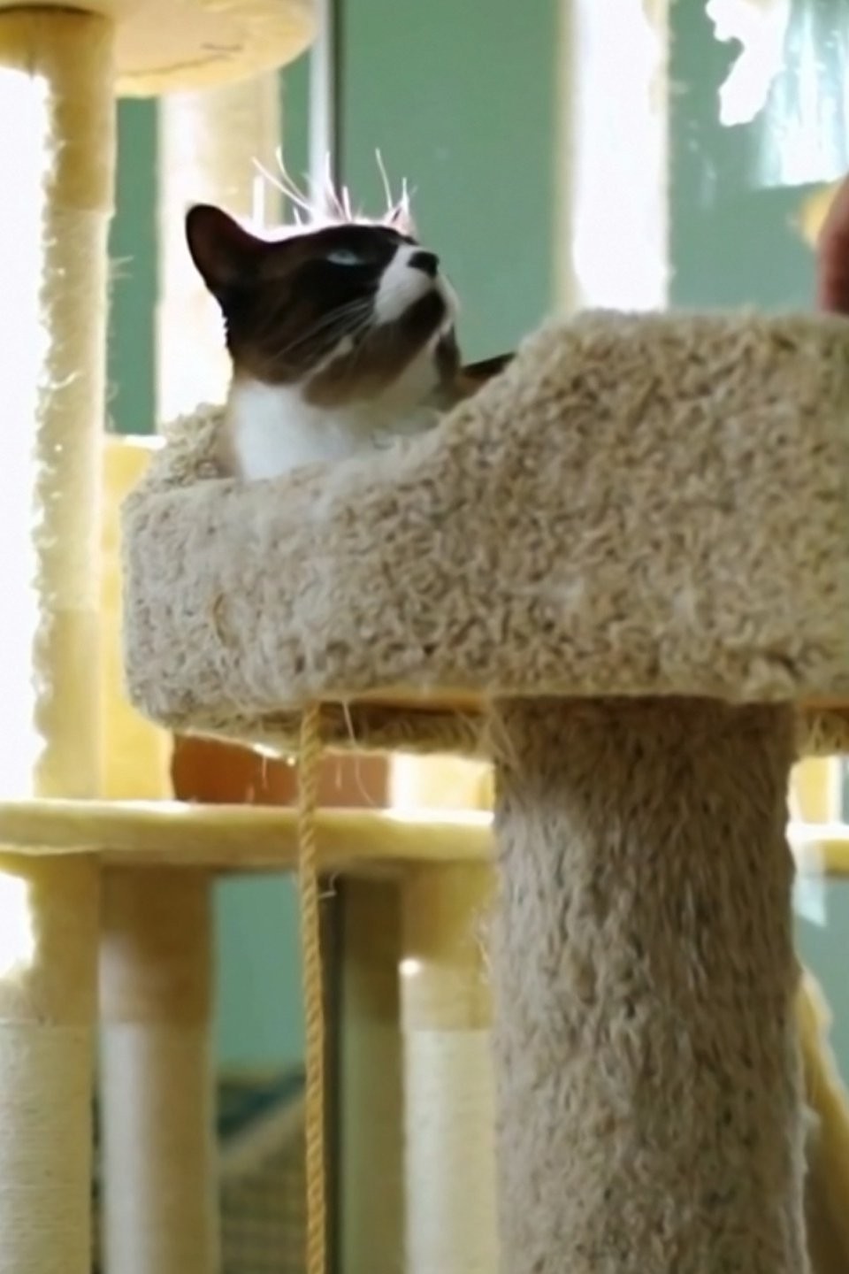 my cat from hell cat tree